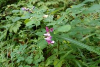 ㈱愛トラベル「愛で歩こう会2016」様（吉田口登山道コース）