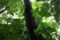 樹海ネイチャーツアー