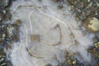 樹海ネイチャーツアー