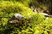 樹海ネイチャーツアー