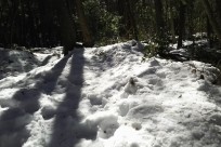 樹海ネイチャーツアー