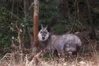 樹海ネイチャーツアー
