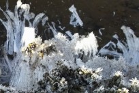 樹海ネイチャーツアー