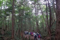 特別樹海ネイチャーツアー（㈱日本旅行国際事業部:イギリス、オーストラリアのゲストの皆様）