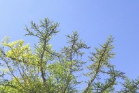 名古屋市立宝神中様（五合目ネイチャートレイル）