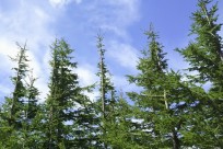 稲沢市立稲沢西中（五合目ネイチャートレイル）