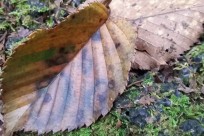 樹海ネイチャーツアー