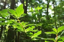 樹海ネイチャーツアー