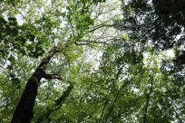 樹海ネイチャーツアー