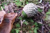 樹海ネイチャーツアー