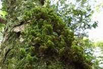 樹海ネイチャーツアー