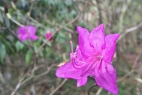 樹海ネイチャーツアー