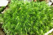 樹海ネイチャーツアー