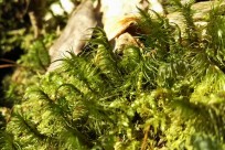 樹海ネイチャーツアー