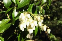 樹海ネイチャーツアー