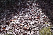 樹海ネイチャーツアー