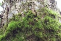 樹海ネイチャーツアー