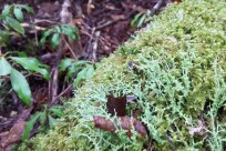 樹海ネイチャーツアー