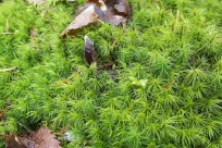 樹海ネイチャーツアー