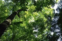 樹海ネイチャーツアー