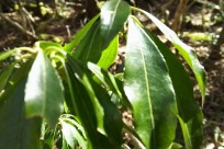 樹海ネイチャーツアー