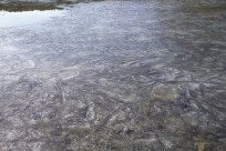 樹海ネイチャーツアー