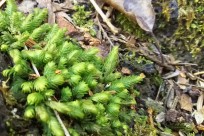 樹海ネイチャーツアー