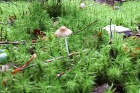 樹海ネイチャーツアー