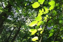 樹海ネイチャーツアー