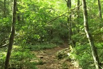 樹海ネイチャーツアー