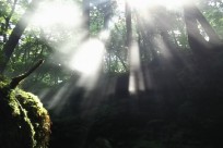 樹海ネイチャーツアー