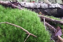 樹海ネイチャーツアー