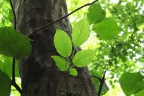 樹海ネイチャーツアー