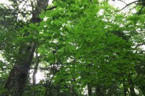 樹海ネイチャーツアー