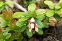 名古屋市立南陽東中様（五合目ネイチャートレイル）