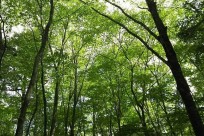 樹海ネイチャーツアー