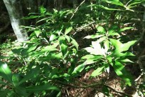 樹海ネイチャーツアー