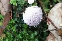 樹海ネイチャーツアー