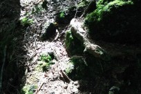 樹海ネイチャーツアー