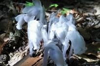 樹海ネイチャーツアー