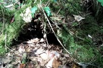 樹海ネイチャーツアー