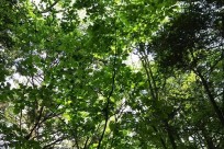 樹海ネイチャーツアー