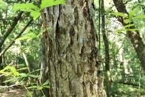 樹海ネイチャーツアー