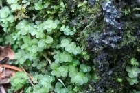 樹海ネイチャーツアー