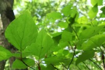 樹海ネイチャーツアー