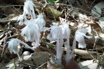 樹海ネイチャーツアー