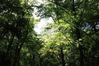 樹海ネイチャーツアー