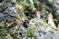 樹海ネイチャーツアー
