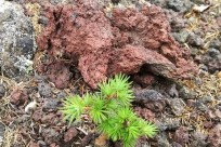 名古屋市立南光中様（五合目ネイチャートレイル）