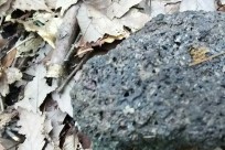 樹海ネイチャーツアー